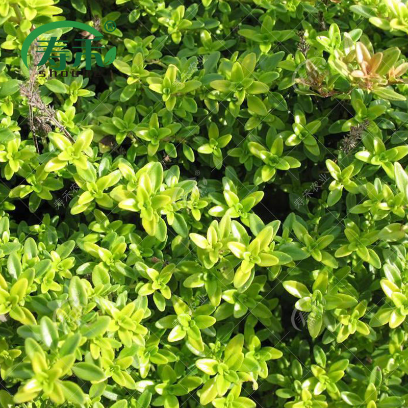 百里香匍匐迷迭香盆栽绿植阳台四季种植牛排可食用绿植