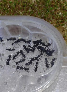 吾麦蚂蚁工坊宠物蚁后窝宫殿盒蚂蚁