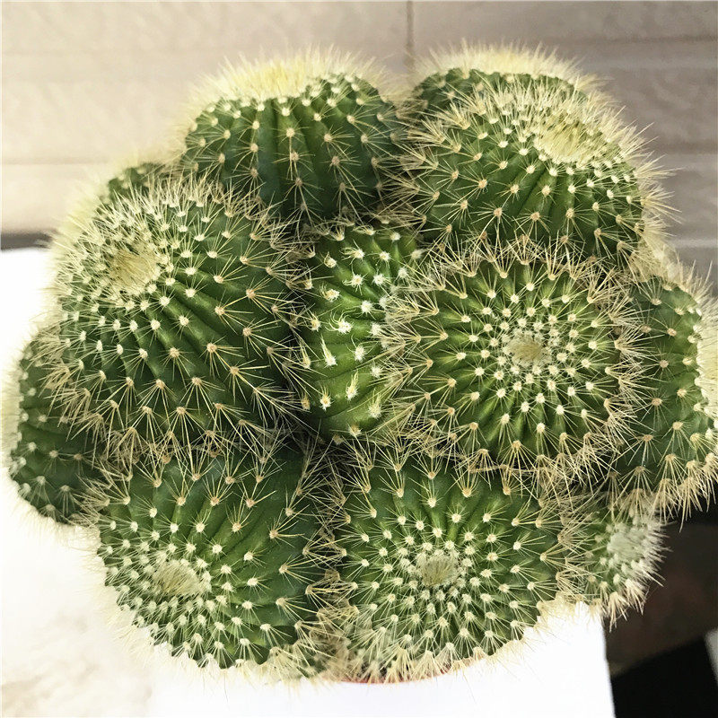 仙人金冠球多植物盆栽花卉单头多头群生防辐射多肉植物