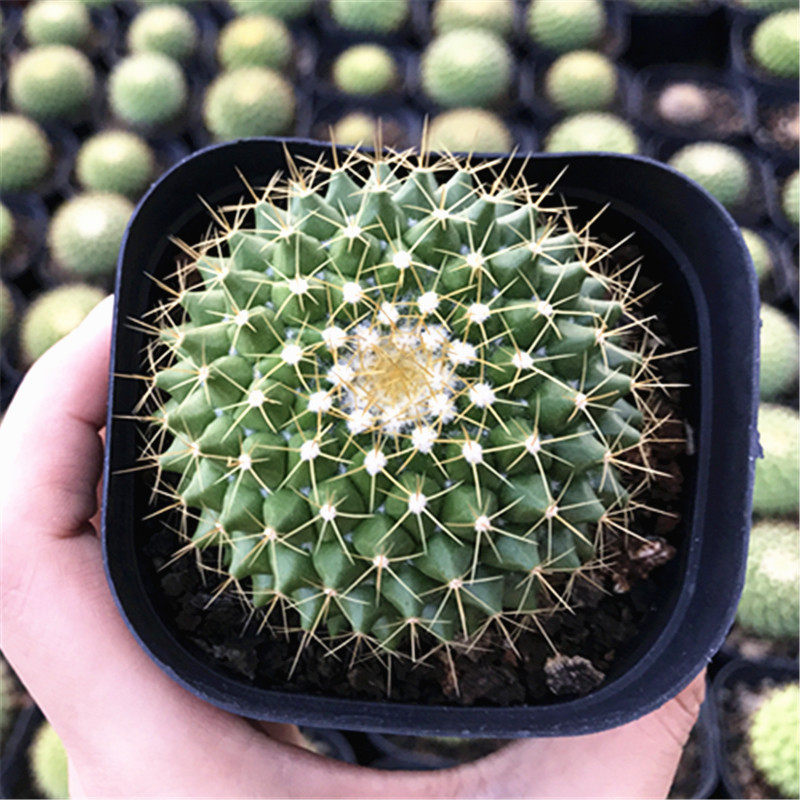 多肉植物金洋丸仙人绿色防辐射甲醛阳台多肉植物