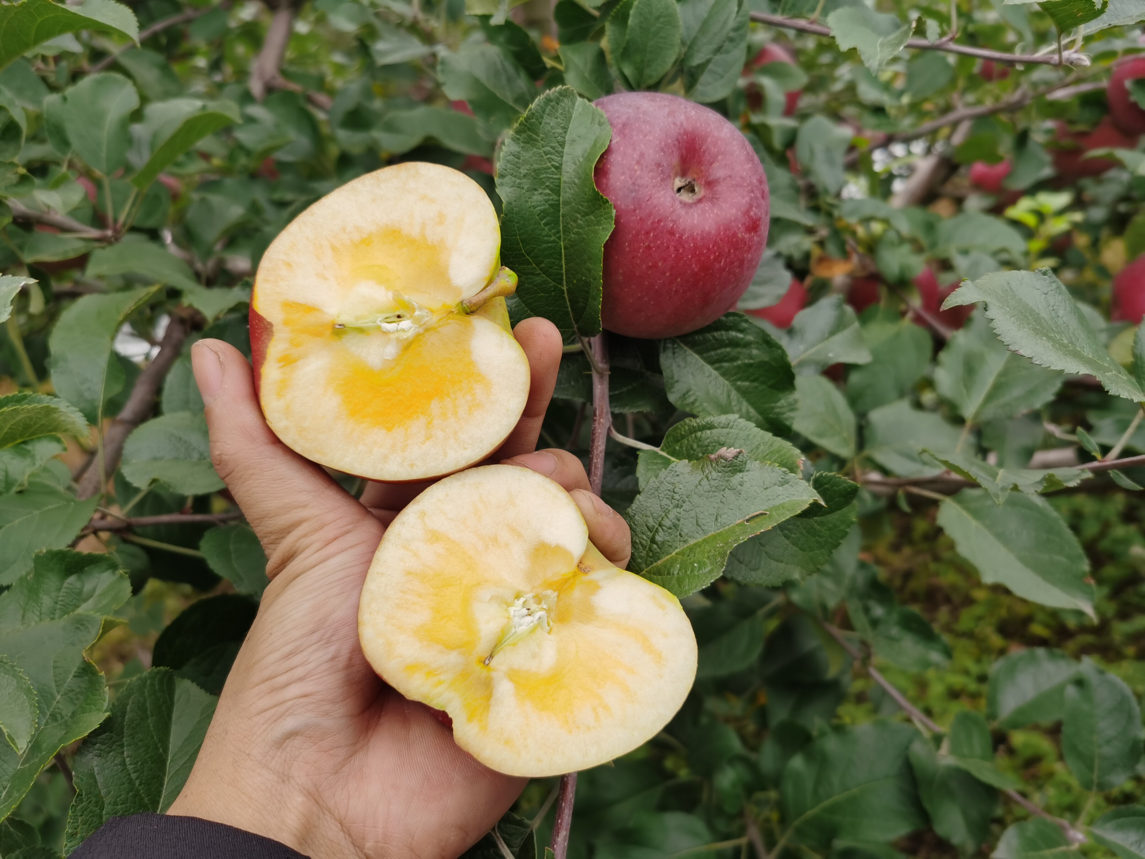 云南宾川高山新鲜水果现摘冰糖糖心苹果甜脆苹果
