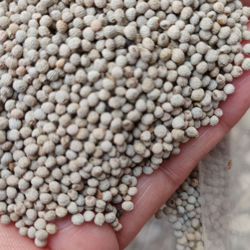 新白苏颗粒白苏软苏鸟食鸟粮鹦鹉金丝雀芙蓉黄雀鸟食