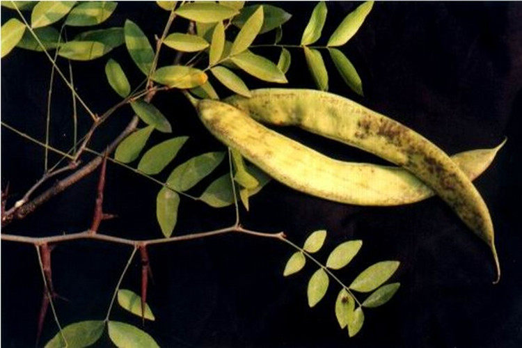 亲子油皂角液无硅去洗发水去屑止痒男士控油蓬松洗发水