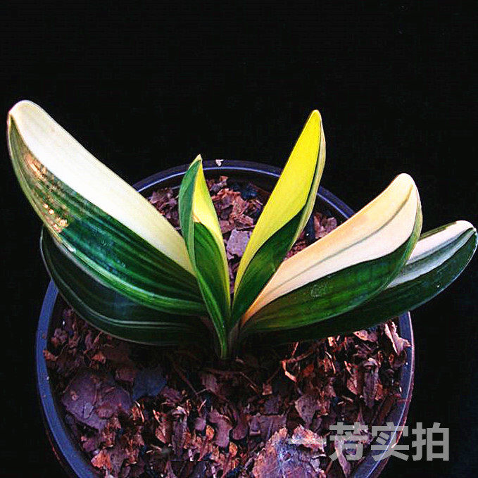 长春一芳君子兰精品品彩鸳鸯瓷白墨绿一线天福伦绿植