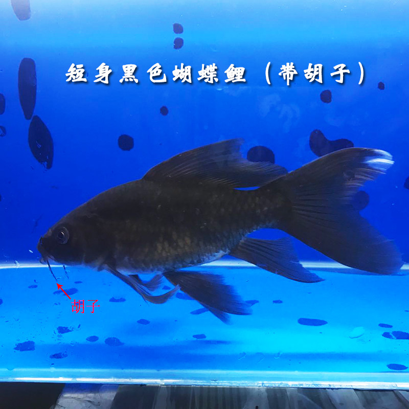 新品 纯种台湾黑蝴蝶鲤龙鲤黑彗星蝴蝶鲤鱼球形长尾观赏鱼活体 包邮