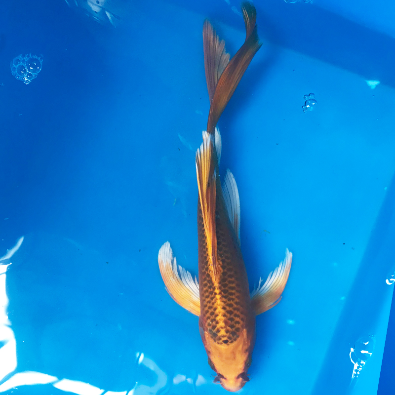 松叶龙凤锦鲤纯种活体长尾观赏鱼金银红松冷水鱼