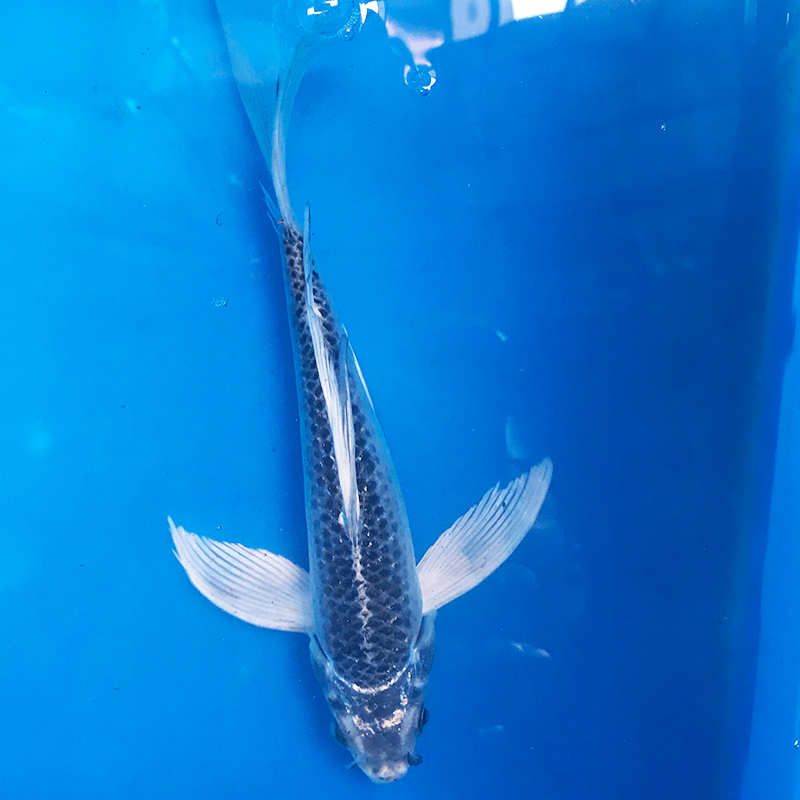 松叶龙凤锦鲤纯种活体长尾观赏鱼金银红松冷水鱼