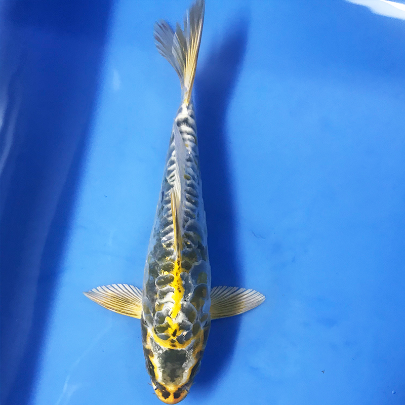 锦鲤德系辉龙秋翠皮鲤三道纯种德国国大鳞片鱼