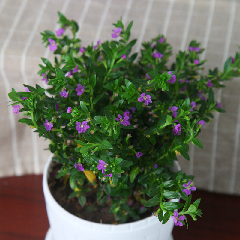 植物绿植花卉好养开花花苞易开花观花桌面室内时令草本花卉
