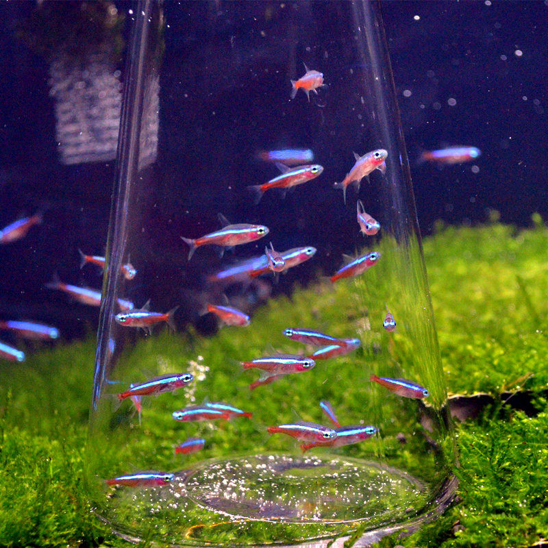 宝莲灯小型热带鱼淡水观赏观赏鱼鱼草缸群游性灯鱼鱼