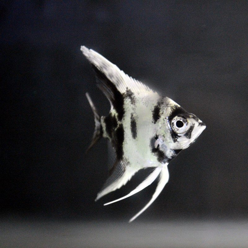 活体三色蓝魔神仙仙鱼莫燕热带鱼观赏鱼小型鱼水鱼