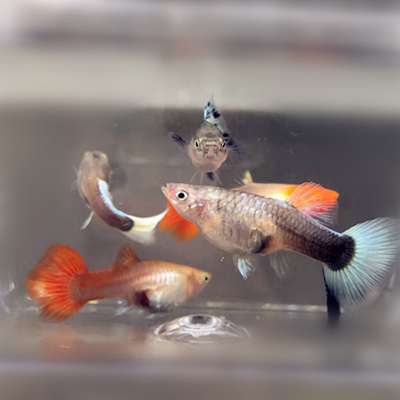 孔雀鱼活体凤尾淡水宠物小型胎生鱼热带小鱼观赏鱼