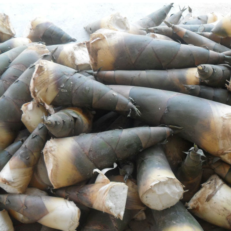 广西竹笋新鲜现挖夏笋现货大头笋脆竹笋