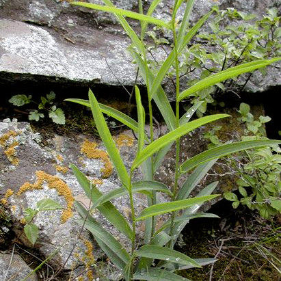北柴胡东北中草药植物竹叶柴胡种子盆栽园艺植物种苗南北方