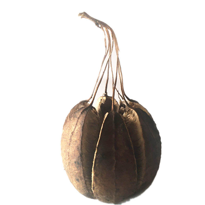 植物北马兜铃东北中草药水马香果种子家庭园艺种子