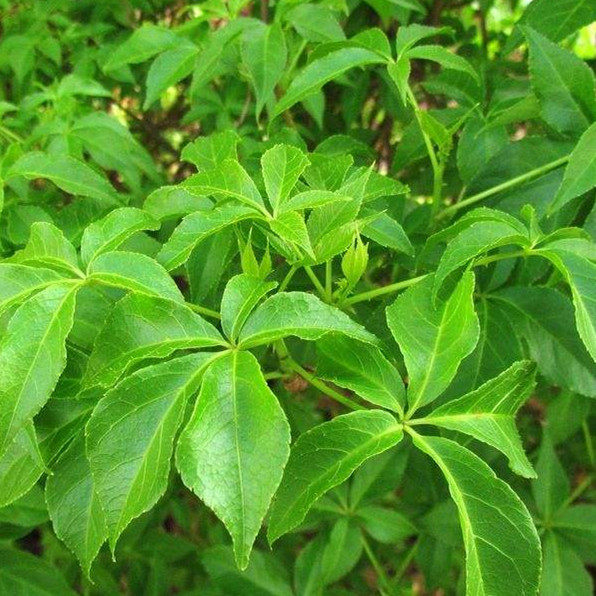 野生刺五加中草药植物刺拐棒种子东北山区野菜山菜五加皮植物种苗