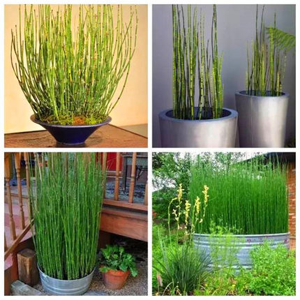 盆栽笔头草笔管草四季常青水景木贼