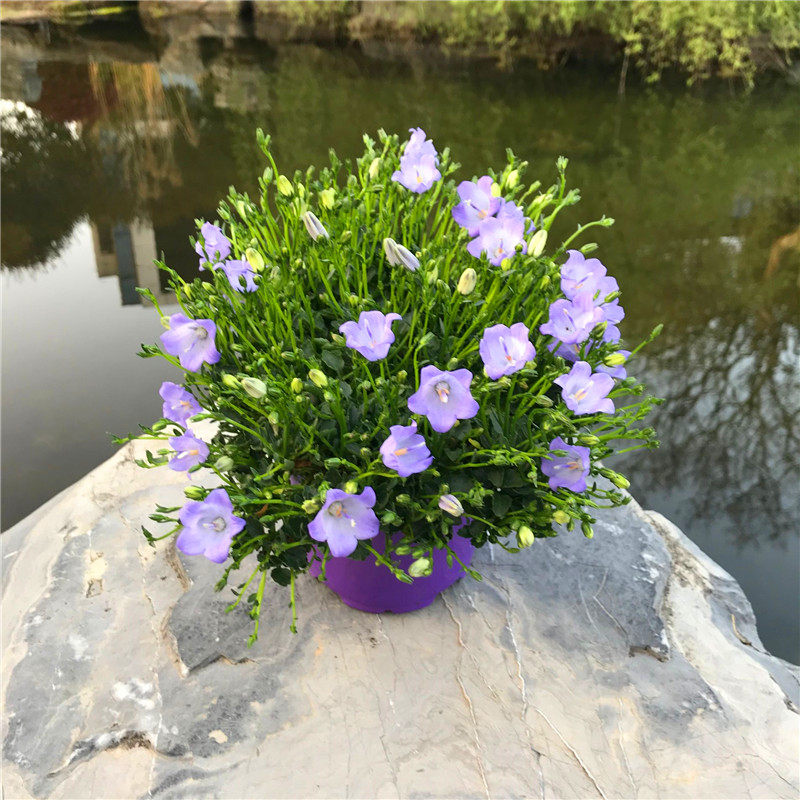 重瓣丹麦风铃盆栽阳台观花风铃草铃铛多年生草本植物时令草本花卉