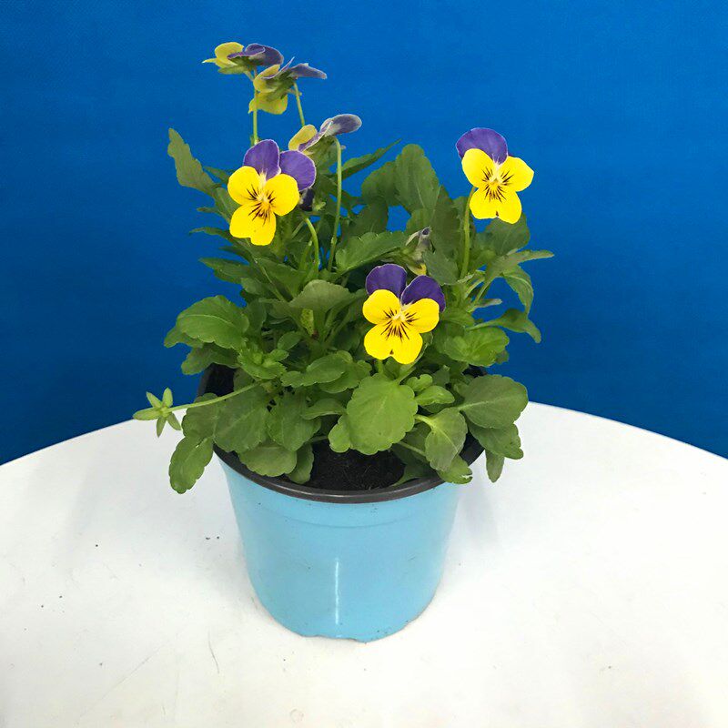 三色堇角堇盆栽庭院阳台花苗小兔子耐寒花园地栽植物包邮