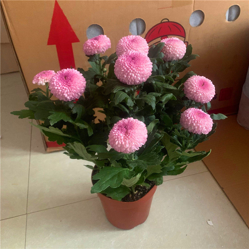 乒乓盆栽带花阳台庭院开花植物重瓣菊花四季花卉