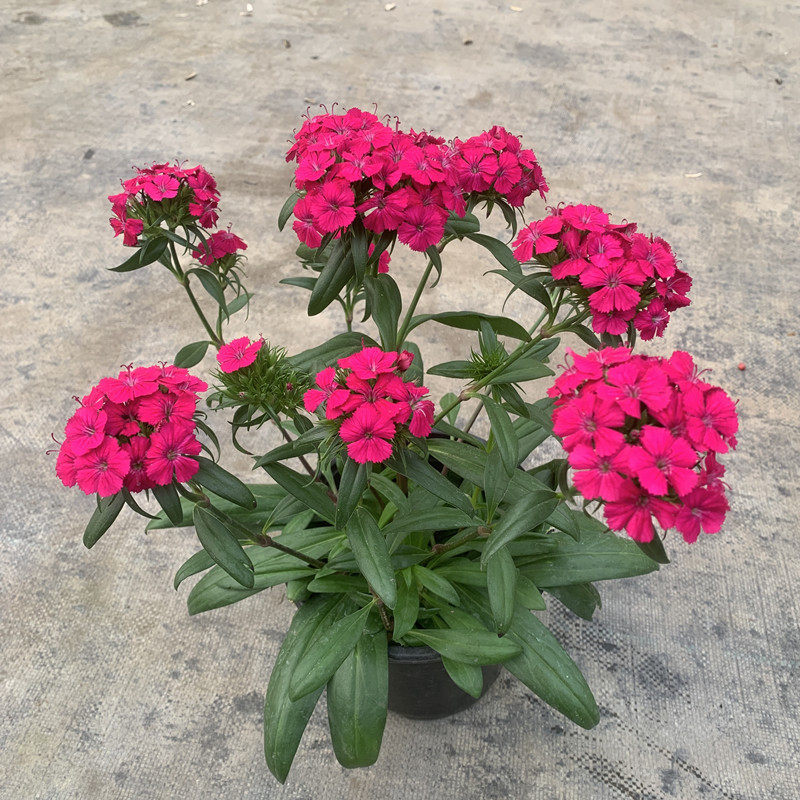 绣球石竹盆栽五彩石竹四季开花易种活混色皮实好养香石竹包邮