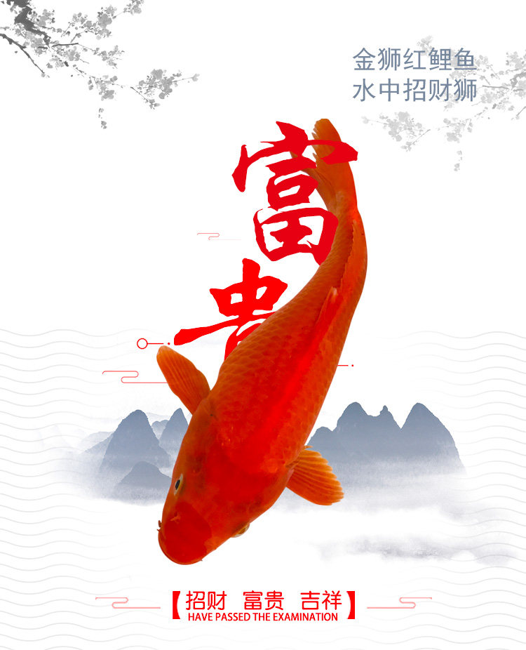 红鲤鱼活体兴国传统荷包观赏鱼宠物风水大型淡水鱼