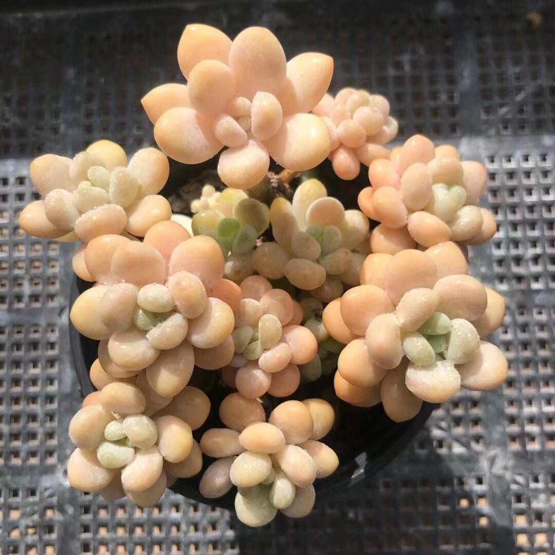 洛可可老桩群生一物一拍无砍木质桩子果冻新品多肉植物