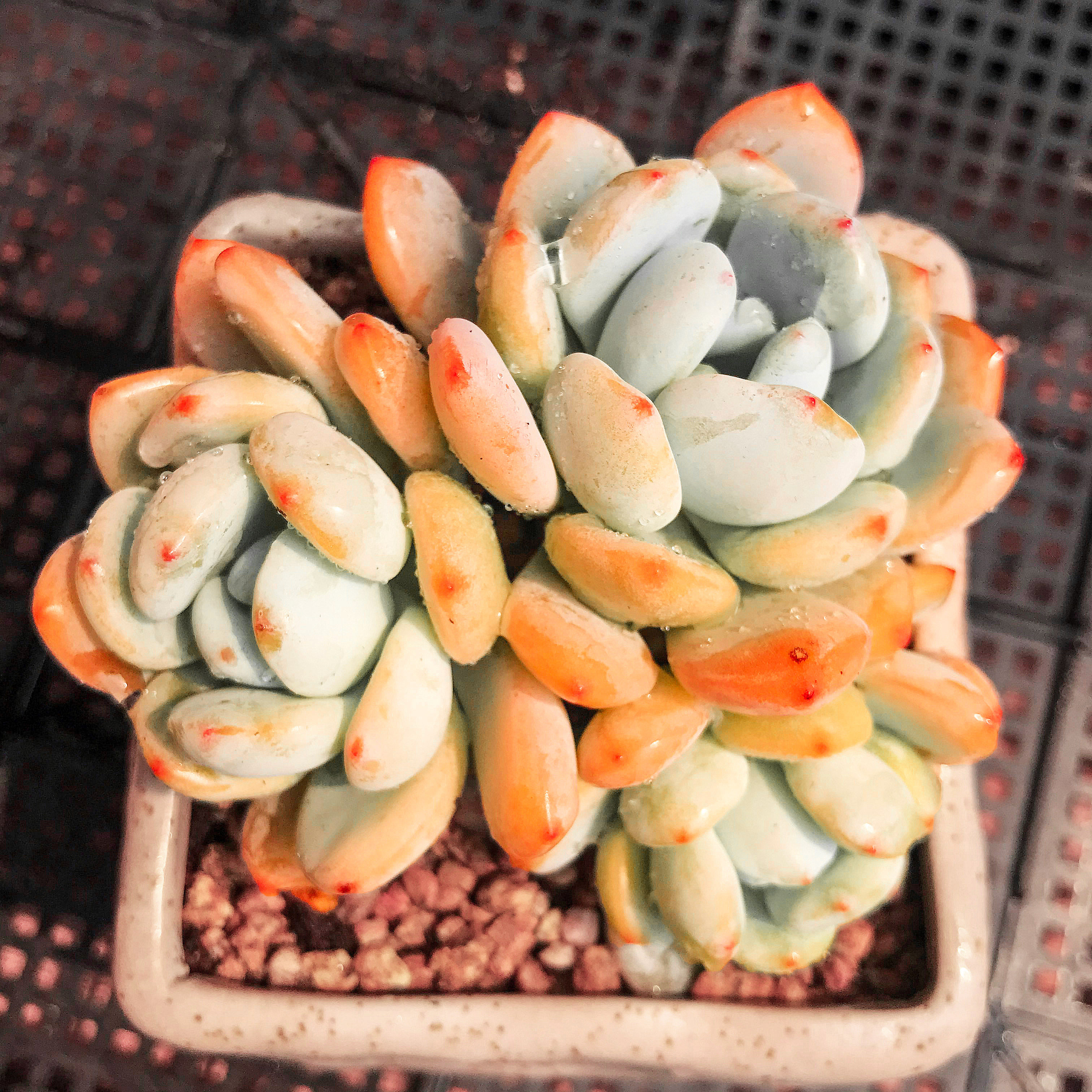 多肉冷香群生一物一拍果冻稀有杂交新品小贵多肉植物