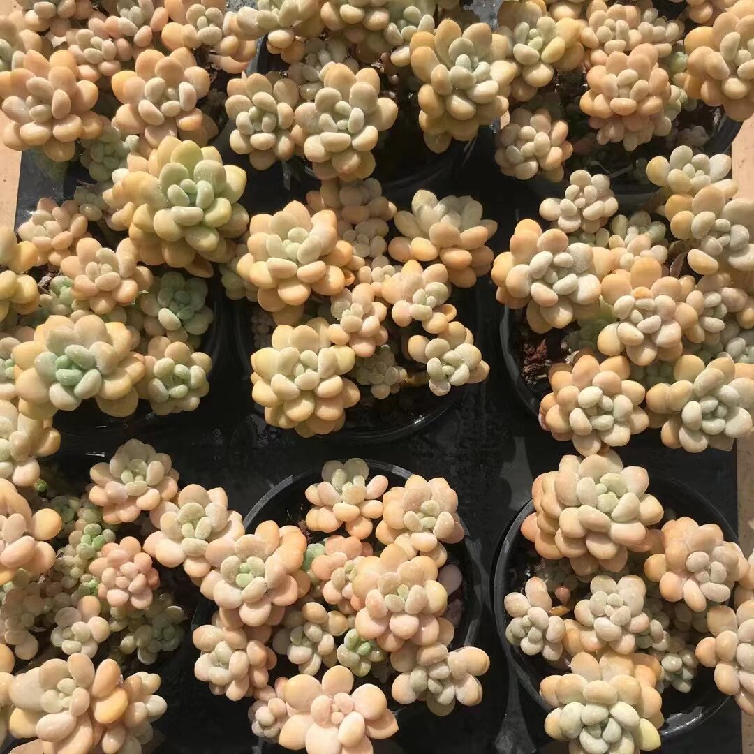 洛可可老桩群生一物一拍无砍木质桩子果冻新品多肉植物