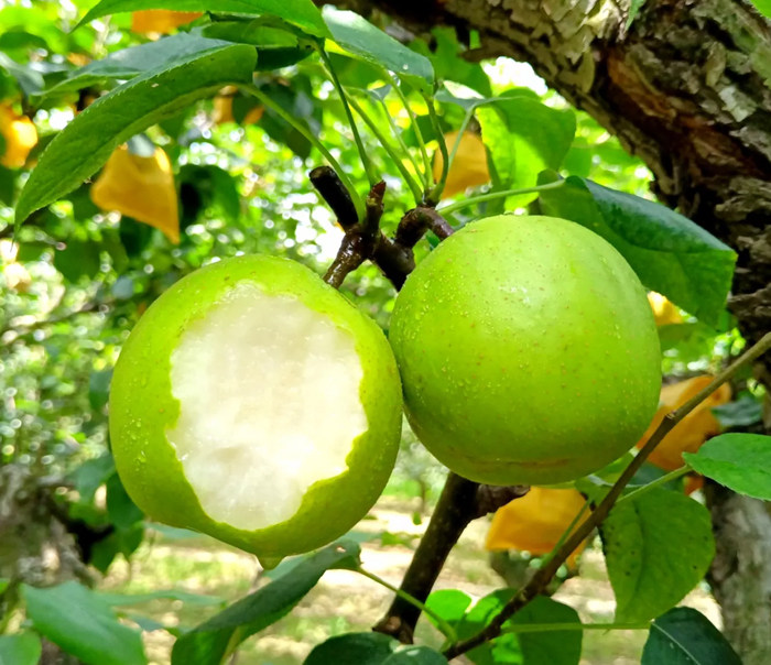 辰颐物语砀山翠玉酥梨5斤9个儿童喜欢以内梨