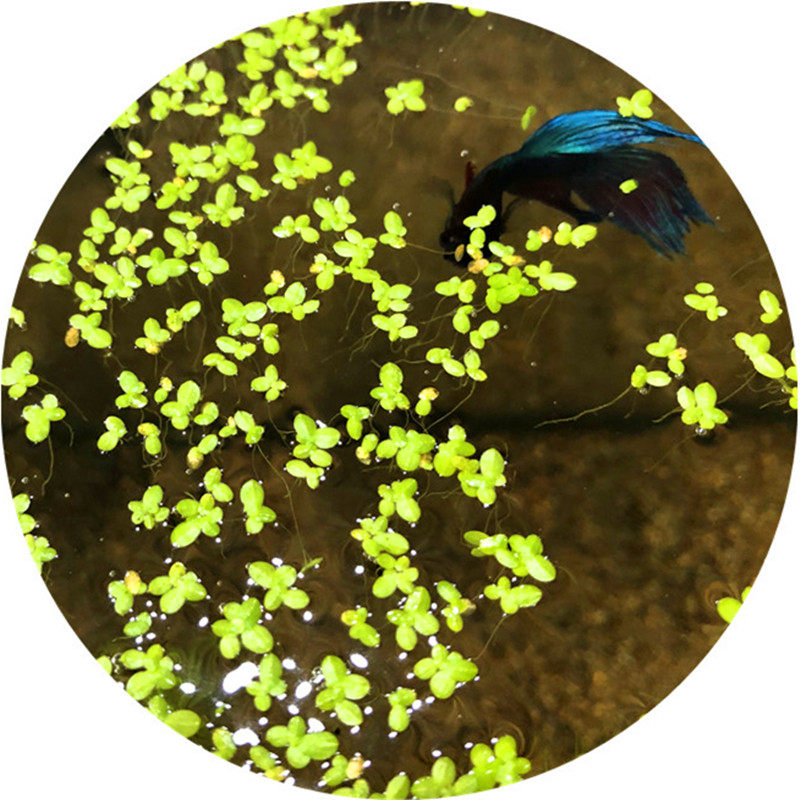 紫背浮萍除no3鱼缸浮性水草装饰造景活体水族迷你套餐懒人非种子