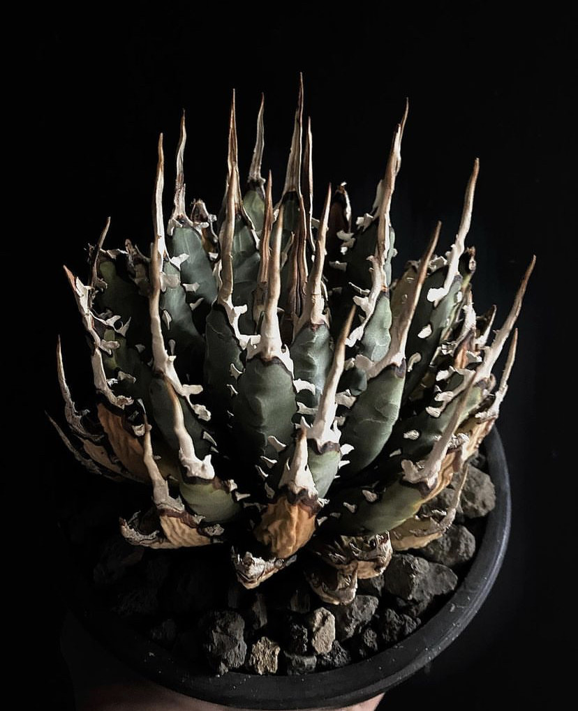 内华达曲刺妖炎agaveutahensi长直刺龙龙舌块根多肉多肉植物