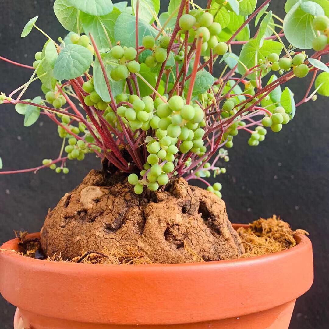 千金藤盆栽小叶红藤山乌龟金不换地不容盆景阳台块根植物花卉绿植