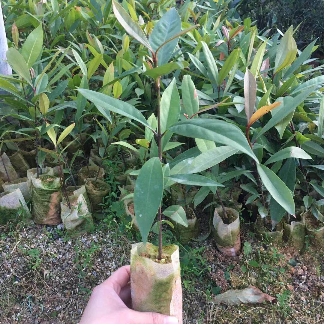 山竹树苗果树盆栽地栽南方北方种植果树