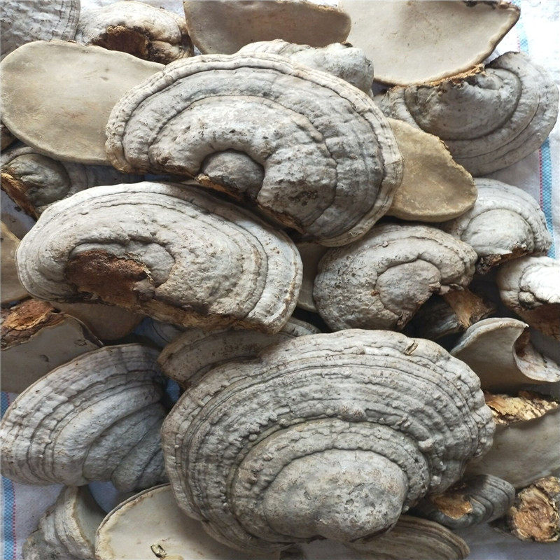 马蹄野生500克干货新干货切片天然长白山孔菌木蹄层整枝灵芝