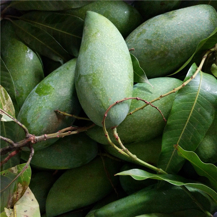 泰国脆甜4斤水果新鲜清甜熟吃生吃国生青芒芒果