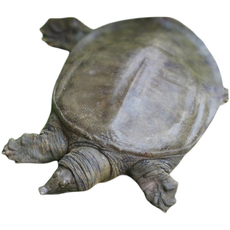 洞庭湖生态中华大湖放养甲鱼老鳖1.0-1.3斤顺丰包邮甲鱼