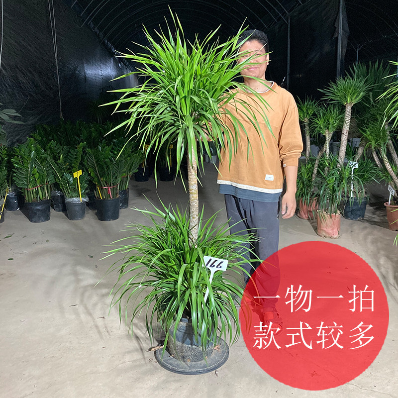 龙血树龙须木太空铁龙铁树老桩造型独杆单头大型绿植