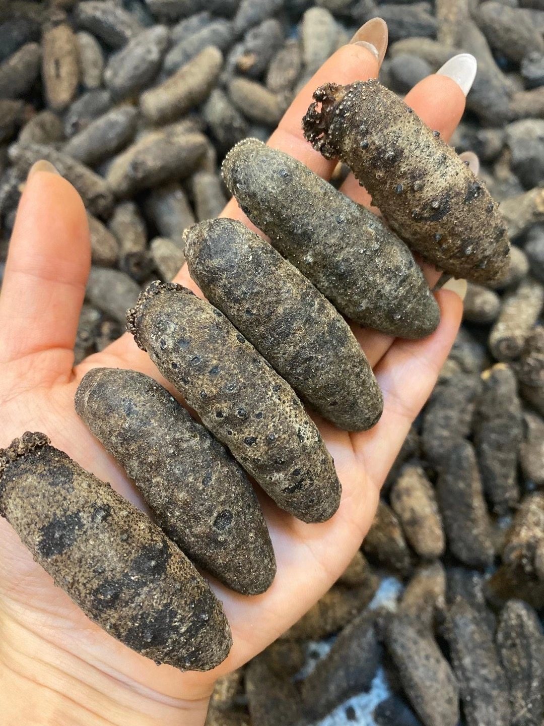 野生关西胖参非辽参刺淡干海参干货深海短刺干品