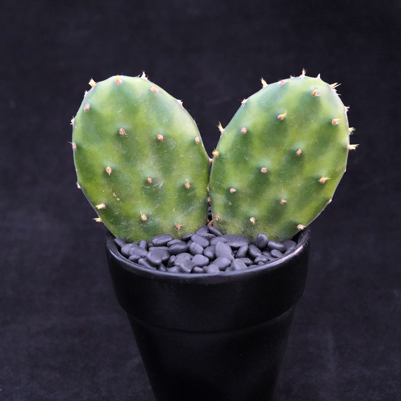 银盾团扇仙人开花仙人掌多肉植物一物一拍绿植多肉植物