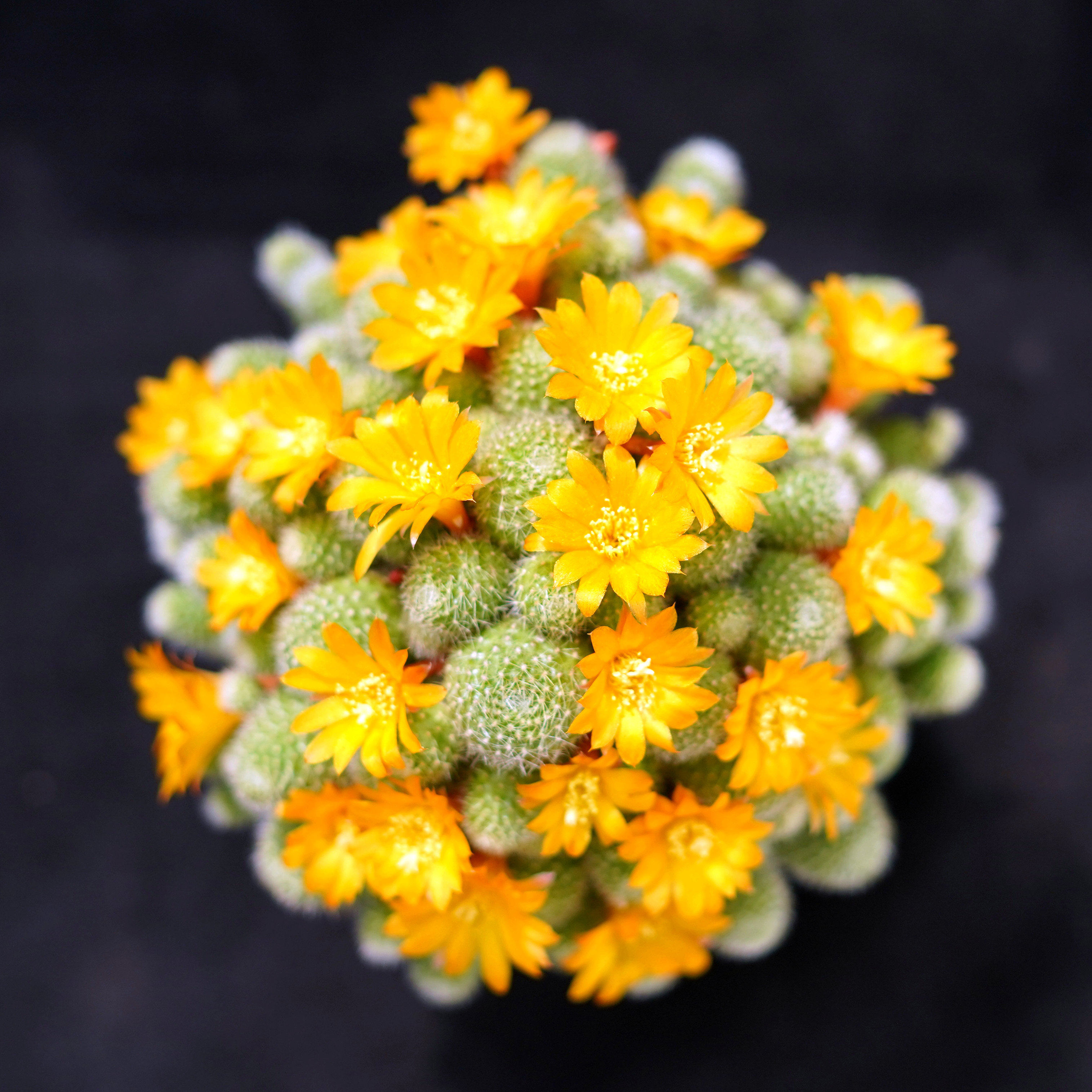 金蝶群生一物一拍宝山子孙球属开花仙人仙人掌多肉植物