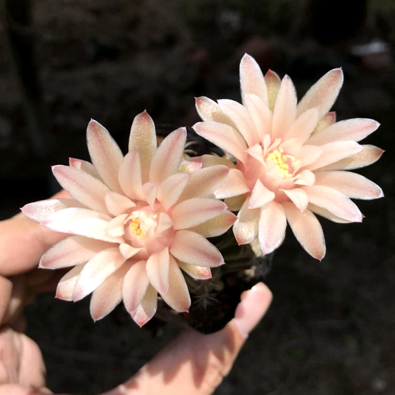 绿花瓦格牡丹仙人新品稀有有大花美花丽花多多肉植物