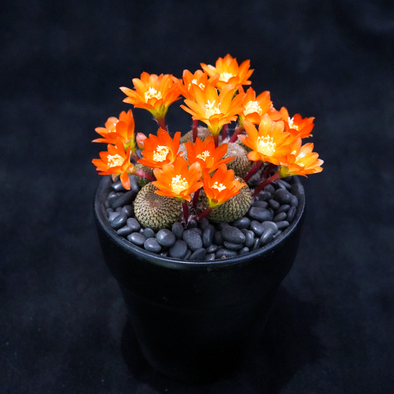 宝山无刺仙人球自根橙花一物一拍开花多肉植物