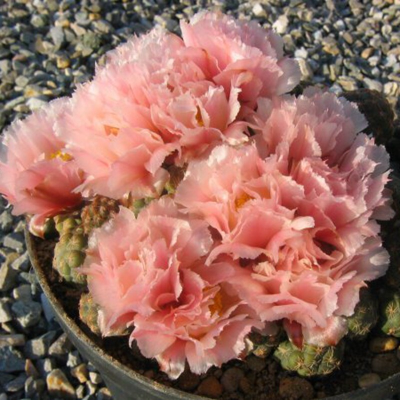 足球团扇群生一物一拍无刺仙人开大花仙仙人掌多肉植物