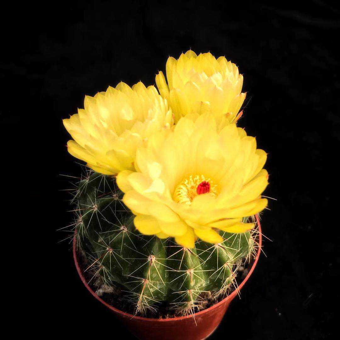 黑金刚开花仙人球 多肉植物开大花仙人球植物 开花仙人球盆栽花卉