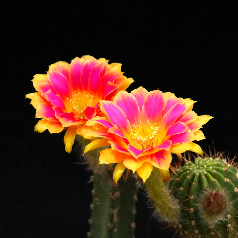 阳光明媚仙人球丽花属大花美花多肉植物绿植盆栽多肉植物