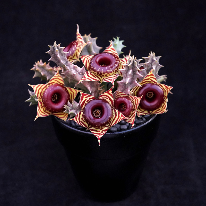 大花缟马甜甜圈斑马剑龙角萝藦科开花奇异绿植多肉植物