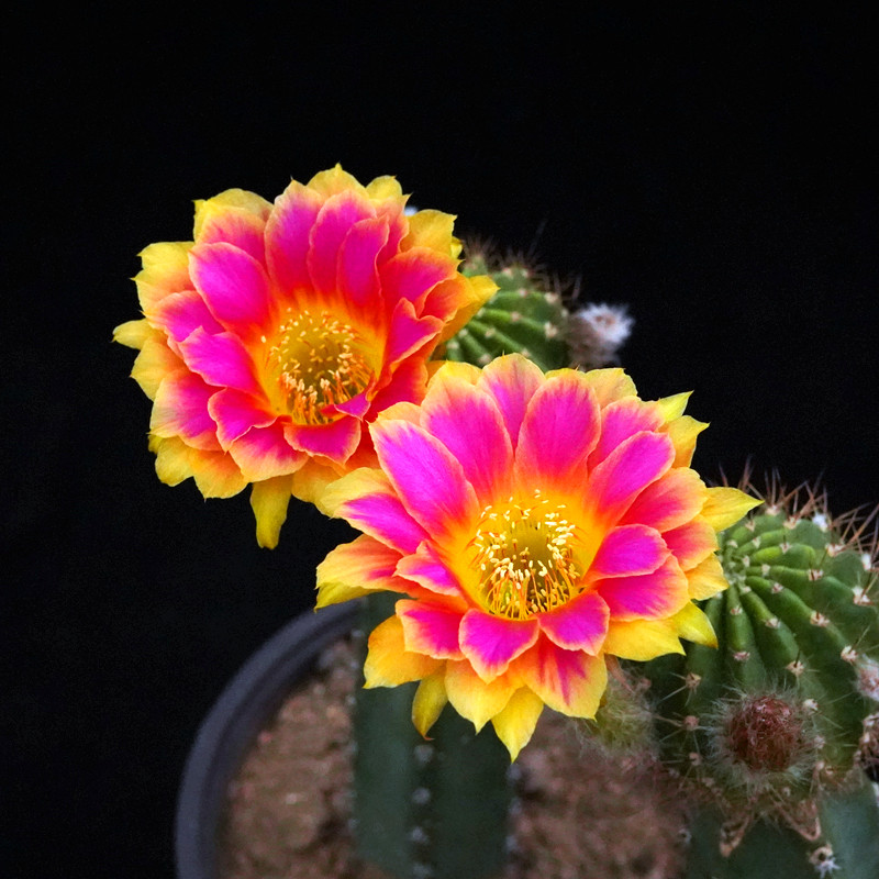 阳光明媚仙人球丽花属大花美花多肉植物绿植盆栽多肉植物