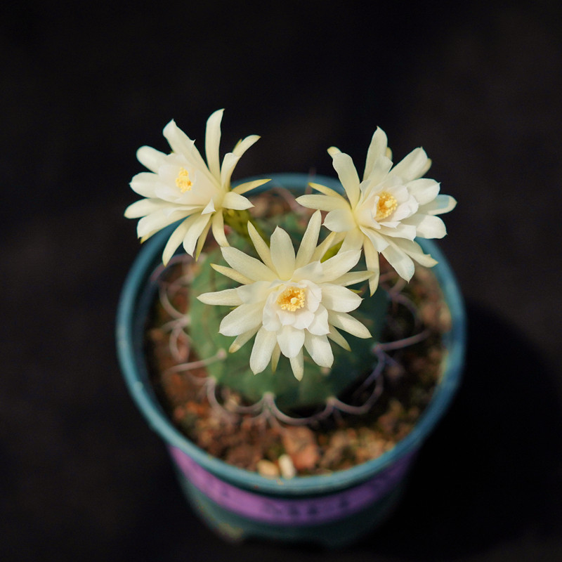 奇仙玉无仙人球实生一物一拍开花花红白花花丽多肉植物