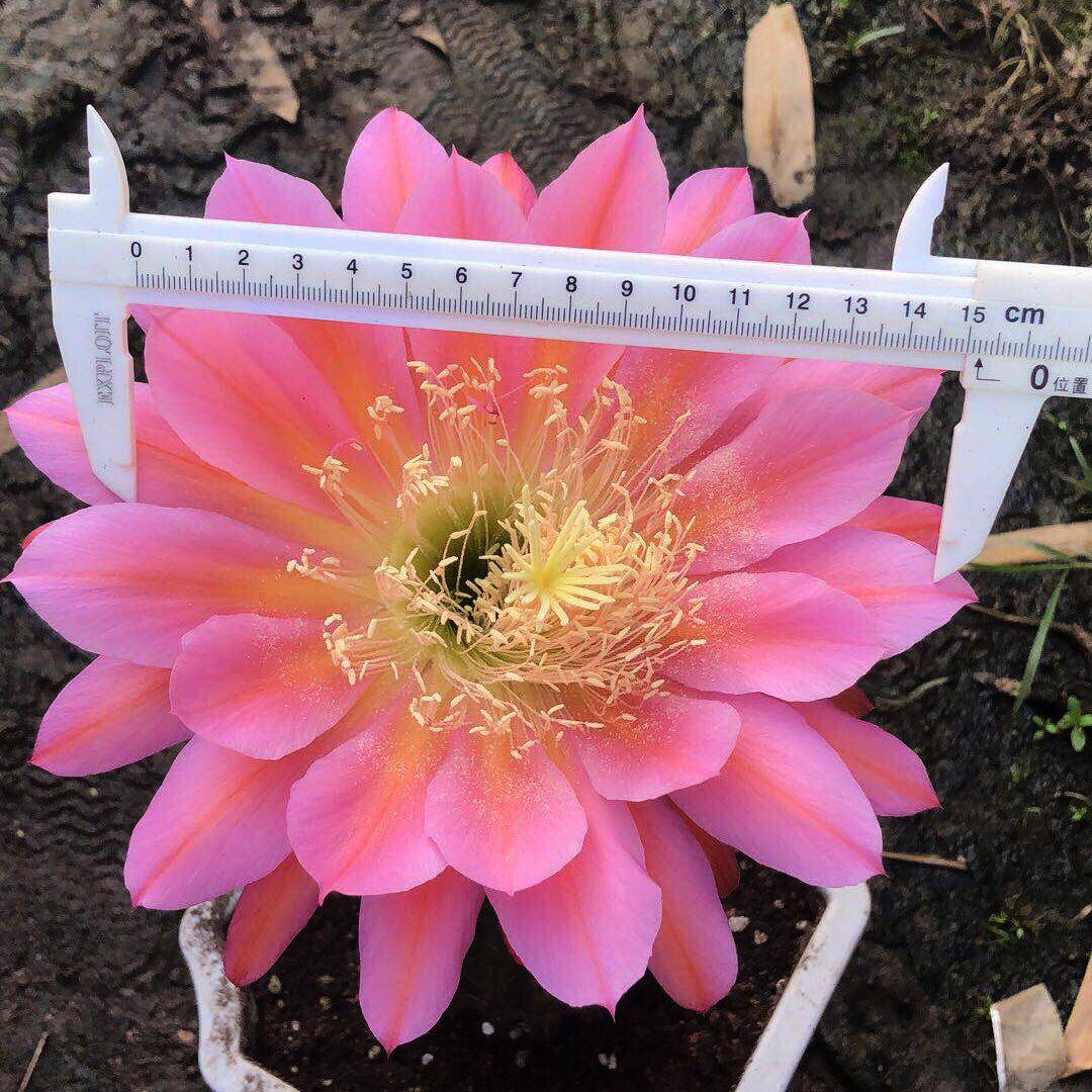 毛花柱北极星曙光超级帕帕眼睛绿眼仙女荣耀时光多肉植物